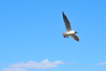 A view of the black-headed gull (Chroicocephalus ridibundus) in the sea and beach in Saint Petersburg, Russia.
