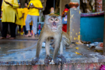 Monkey in Batu Cave temple © sitriel