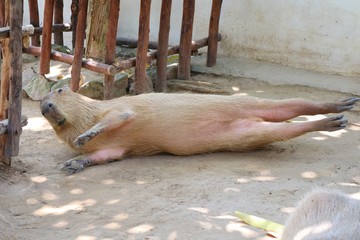 Cute capybara lying in the farm. Animal concept.