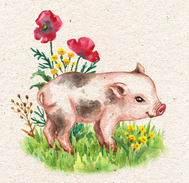 Micro Pig Walking on Green Grass