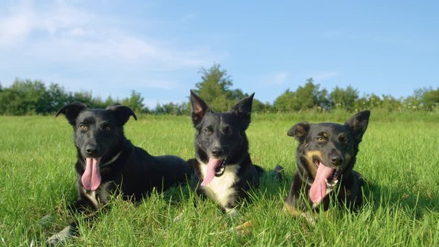 SLOW MOTION, PORTRAIT: Three border collies lie still in the middle of an empty meadow on a sunny spring day. Happy dogs with beautiful black coats cool off in the cold grass after playing in nature.
