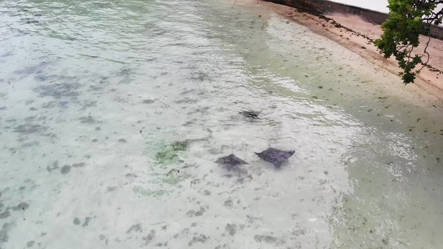 Aerial view of three stingrays in crystal clear shallow water of Huahine island - South Pacific Ocean, Society Islands, landscape of French Polynesia from above, 4k