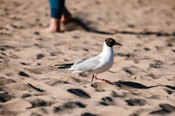 baby hand playing with sand on the beach