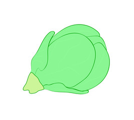 Vector illustration, isolated green brussels sprout, outline hand painted drawing