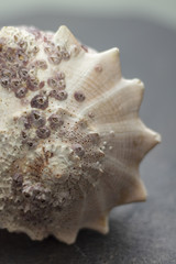 Dry gigantic sea shell. Soft surface inside, rough and textured on the outside.