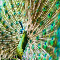Fotobehang Peacock © Yulius