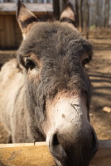 A donkey in the forest sunny day in spring animal