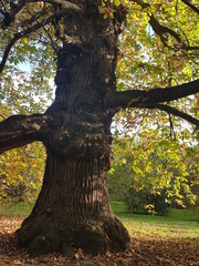 old tree,park
