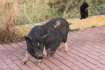 Wild black boar or pig close up. Wildlife in natural habitat