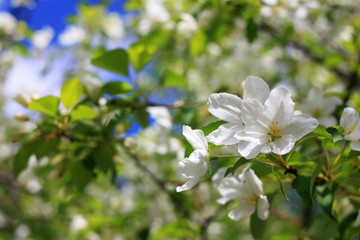 Flowers of apple-tree