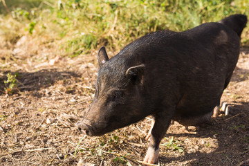 Wild black boar or pig. Wildlife in natural habitat
