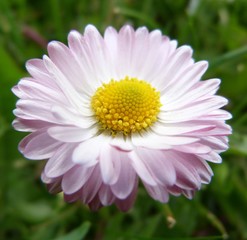 Obraz premium beautiful delicate white and pink daisy transparent background flower close-up of thin petals on a sunny summer day