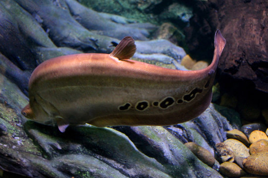 Fish : Clown featherback (Chitala ornata)