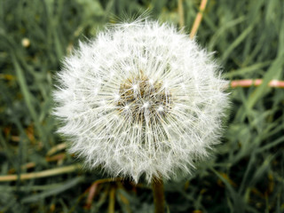 White fluffy dandelion closeup
