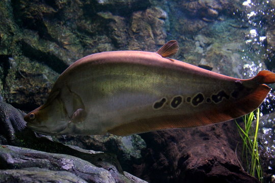 Fish : Clown featherback (Chitala ornata)