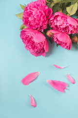 Bouquet of beautiful pink peony flowers on punchy pastel blue. Copy space. Top view. Flat lay.