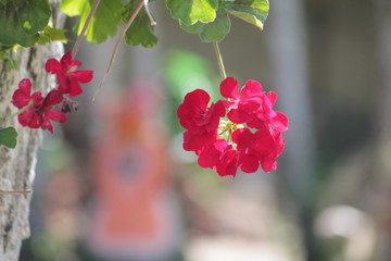 flowers