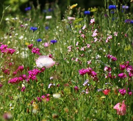 sommerwiese bienennahrung