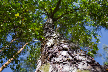 Textured trunk of green tree closeup