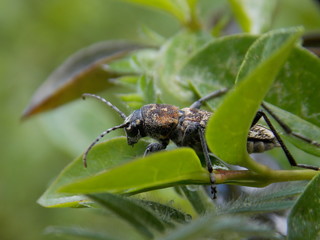 Beetle on the leaf
