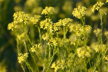 Natural background of yellow flowers