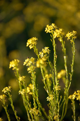 Natural background of yellow flowers