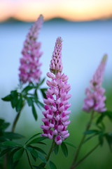 Natural background of pink lupines