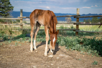 Fototapeta premium Chestnut Colt grazing in Front of Mountains and Fence