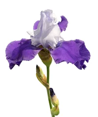 Crédence de cuisine en verre imprimé Iris blue and white iris flower isolated on white background
