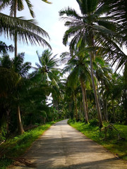 The concept of serenity of the countryside. Empty concreate road, which is the entrance to the rural village in Thailand. The two sides of the road filled with coconut trees amidst green lawn.