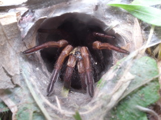 Poisonous Australian Sydney funnel-web spider (Atrax robustus) in Booti Booti National Park, NSW,...