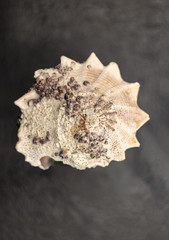 Dry gigantic sea shell. Soft surface inside, rough and textured on the outside.