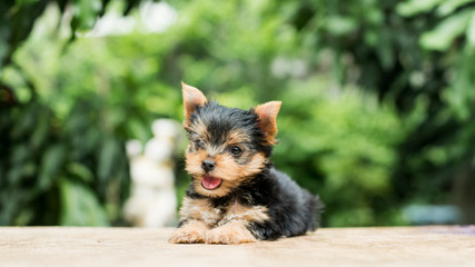 Cute puppy stand on the table in tree background.yorkshire terrier