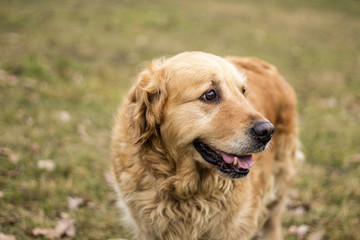 old golden retriever dog