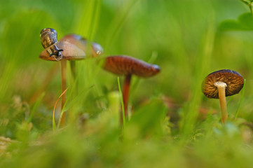 little snail crawling along mushroom growing among green grass