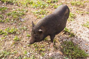 Wild black boar or pig close up. Wildlife in natural habitat