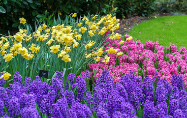 Colorful flowers at the Keukenhof spring garden, the Netherlands.