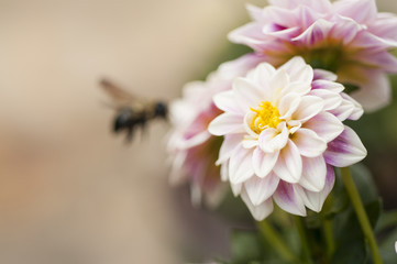 Soft pink Dahlia with bee in background