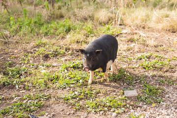 Wild black boar or pig. Wildlife in natural habitat