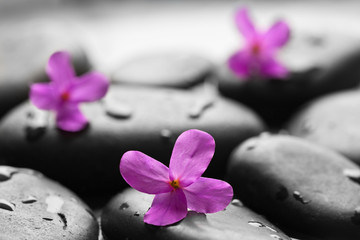 Fototapeta na wymiar Black wet pebbles with flowers