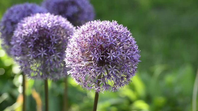 Blossoming purple flowers of decorative garlic on a blurred green background.