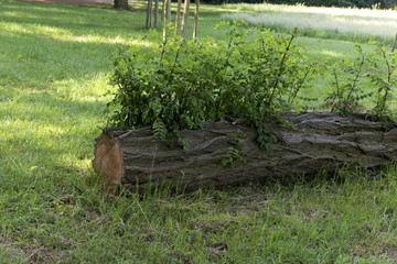 Natur, Lebenskraft, Baum