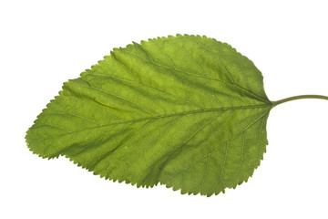green leaf isolated on white background