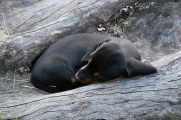 a little puppy in the stump
