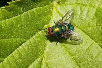 Goldfliege, Lucilla caesar