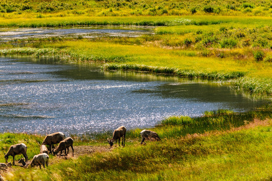 Big horn sheep grazing near the edge of a lake in Rocky Mountain National Park in Colorado. © Goldilock Project