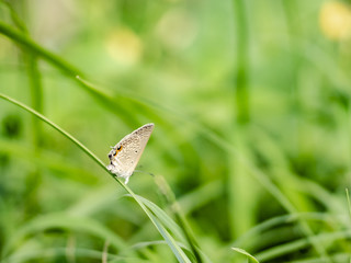 beautiful butterfly in the green garden 