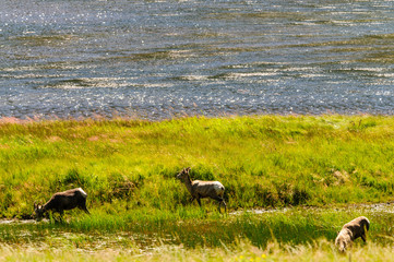 Big horn sheep grazing near the edge of a lake in Rocky Mountain National Park in Colorado.