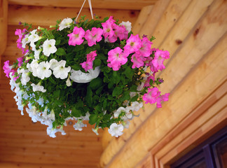 Outdoor flower pots flowers. Colorful background. Decorative element. Interior decoration.
