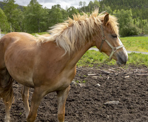 Obraz na płótnie Canvas Horse in Hongset, Velfjord,Nordland county